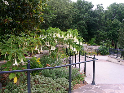 [A metal railing separates the edge of the stone-paved path from the trumpet flowers on the left. There are many tall fully-leafed trees in the background. The trumpet flowers have leaves at the top from which hang the long white bell-like blooms. The open bloom faces the ground so is not visible.]